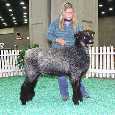 Wyncrest Lincoln Ewes
