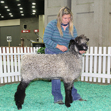 Wyncrest Lincoln Ewes