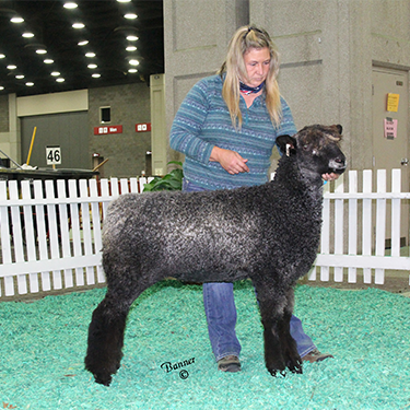 Wyncrest Lincoln Ewes
