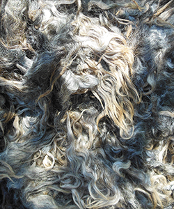 Fleece -Emily