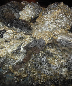 Fleece - 1716